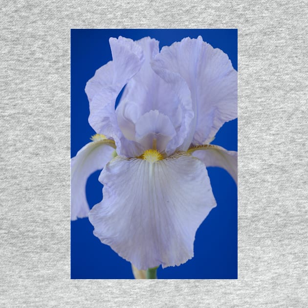 Bearded iris by chrisburrows